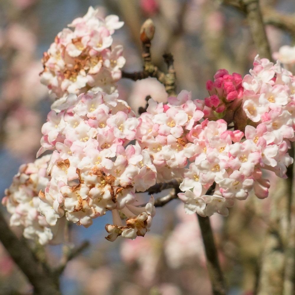 Viburnum x bodnantense 'Chales Lamont' 3L