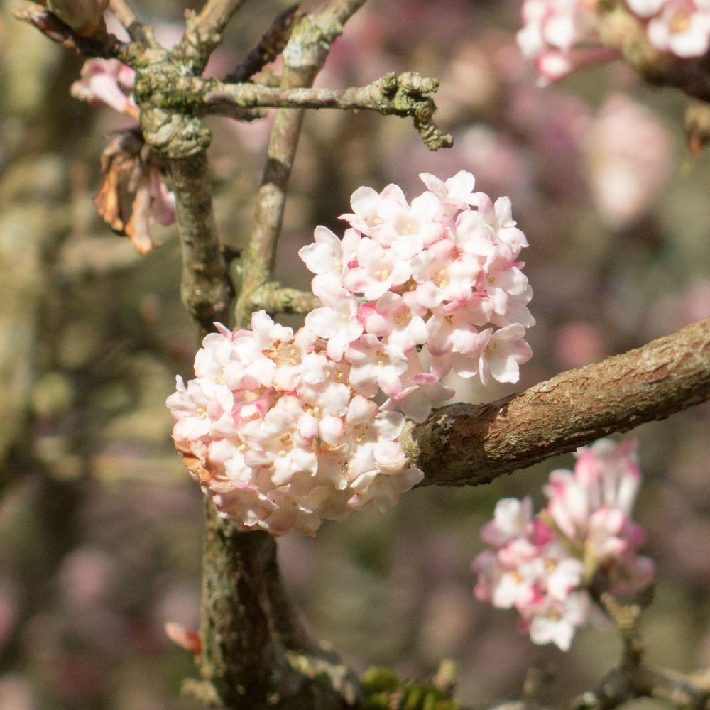 Viburnum x bodnantense 'Chales Lamont' 3L