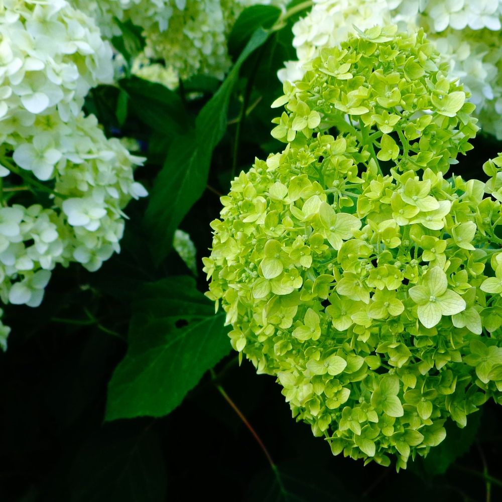 Dwarf Hydrangea arborescens BellaRagazza 'Limetta' 3L